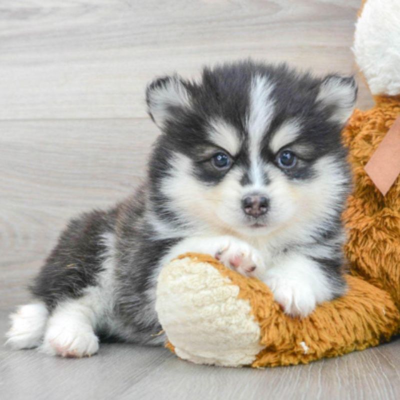 Pomsky's Unique Appearance