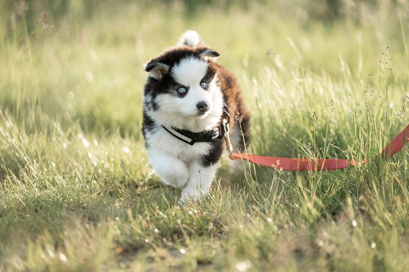 Pomsky's Playful Nature