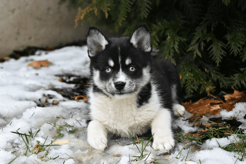 Pomsky's Intelligence