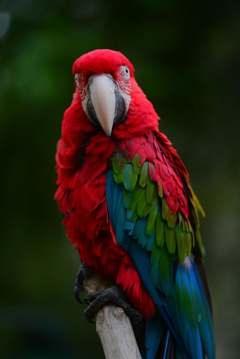 Poncho the Green-Winged Macaw