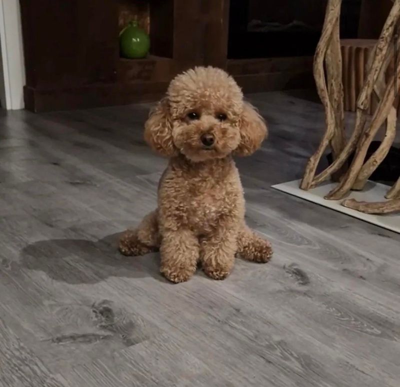 Poodle (Toy or Miniature)