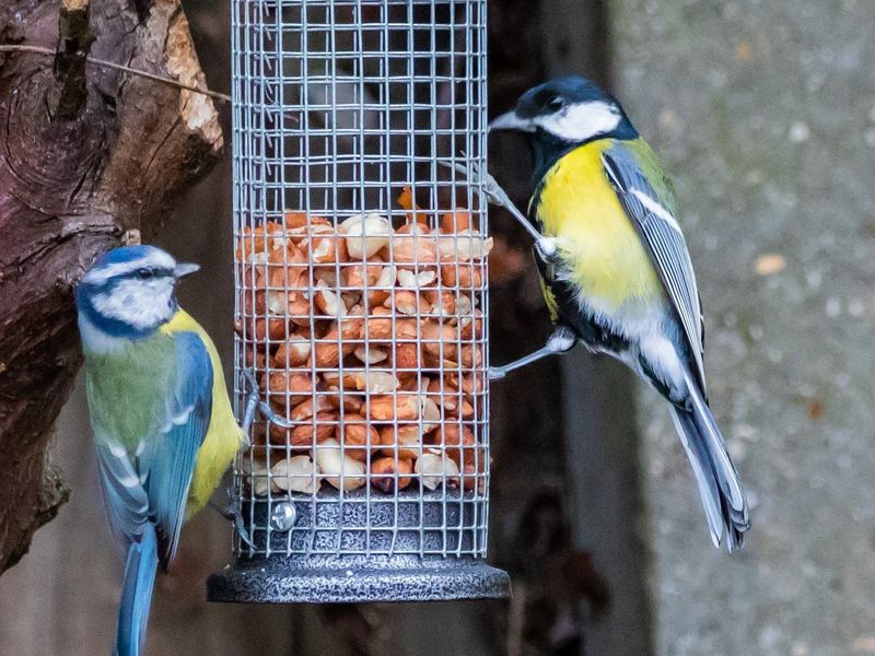 Poor Feeder Hygiene