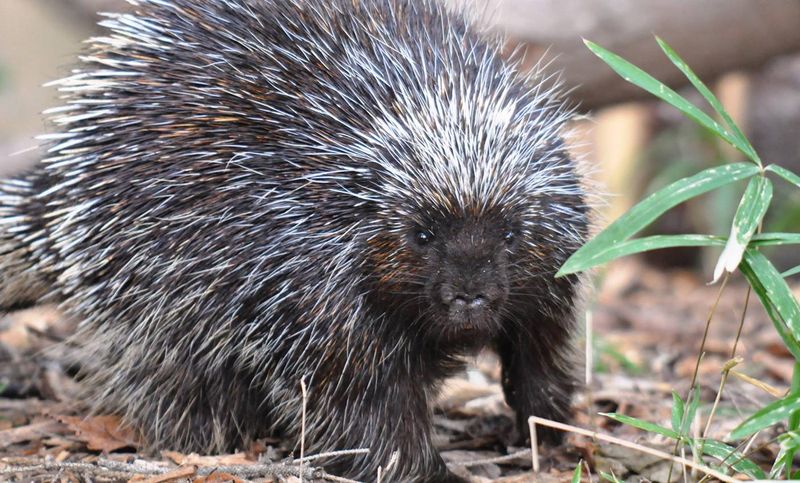 Porcupine