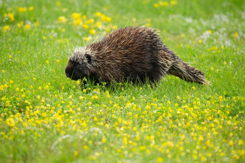 Porcupine