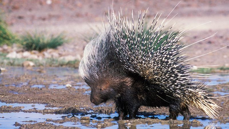 Porcupine