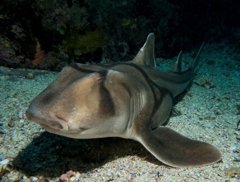 Port Jackson Shark