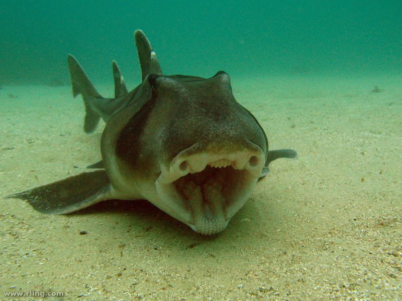 Port Jackson Shark