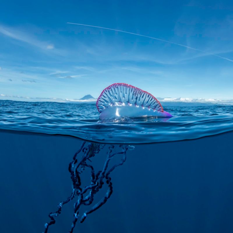 Portuguese Man O' War