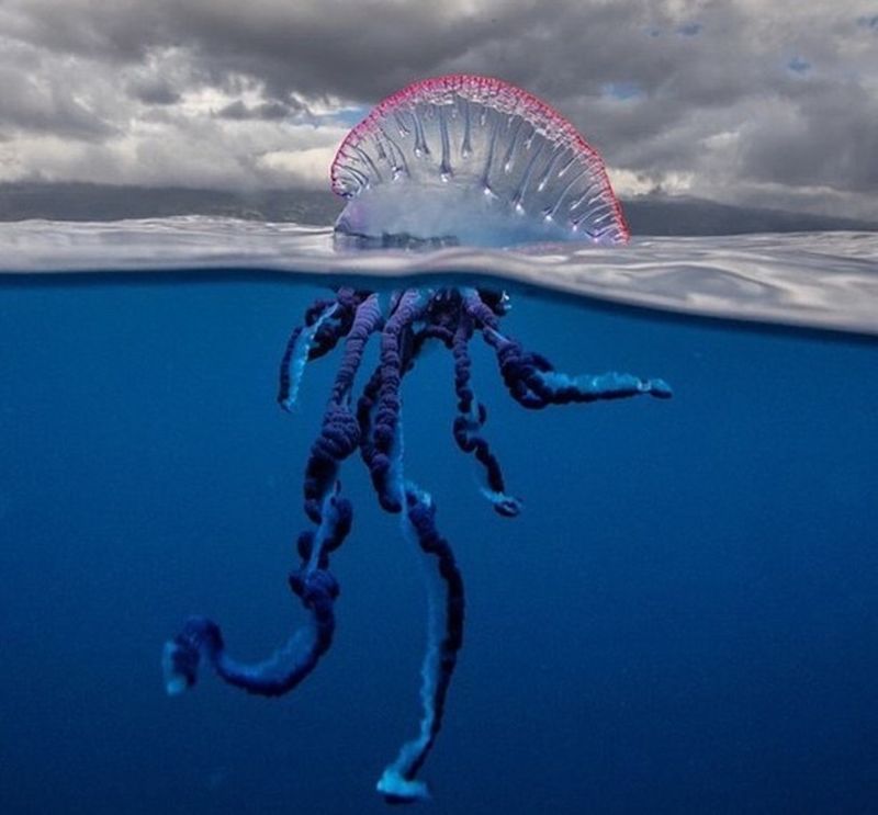 Portuguese Man O' War