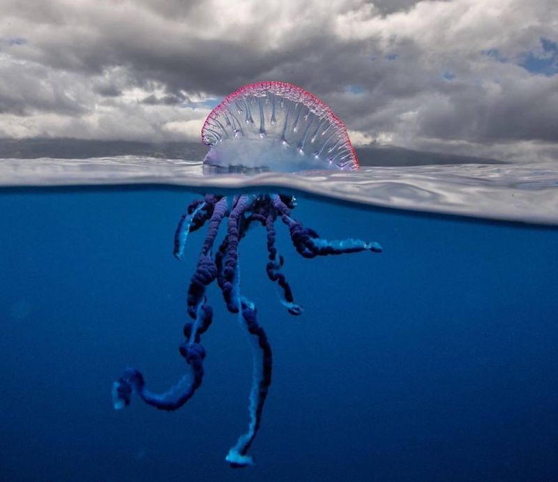 Portuguese Man o' War