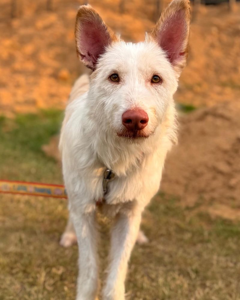 Portuguese Podengo