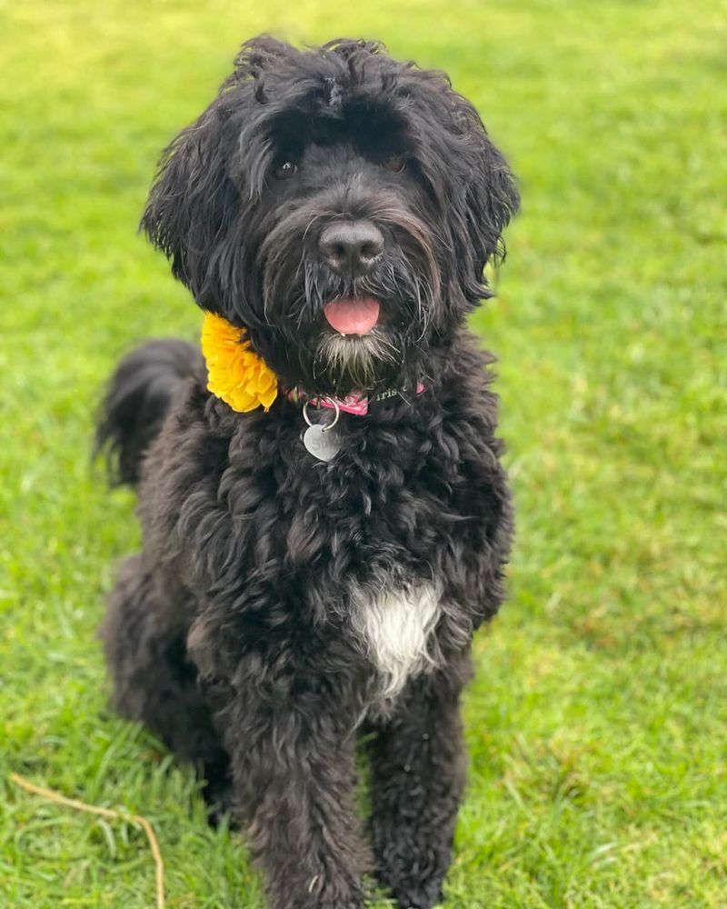 Portuguese Water Dog