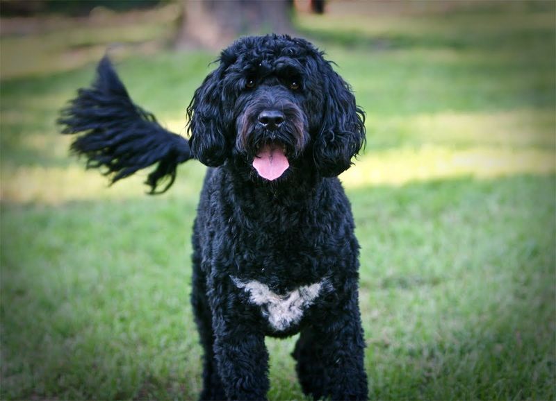 Portuguese Water Dog