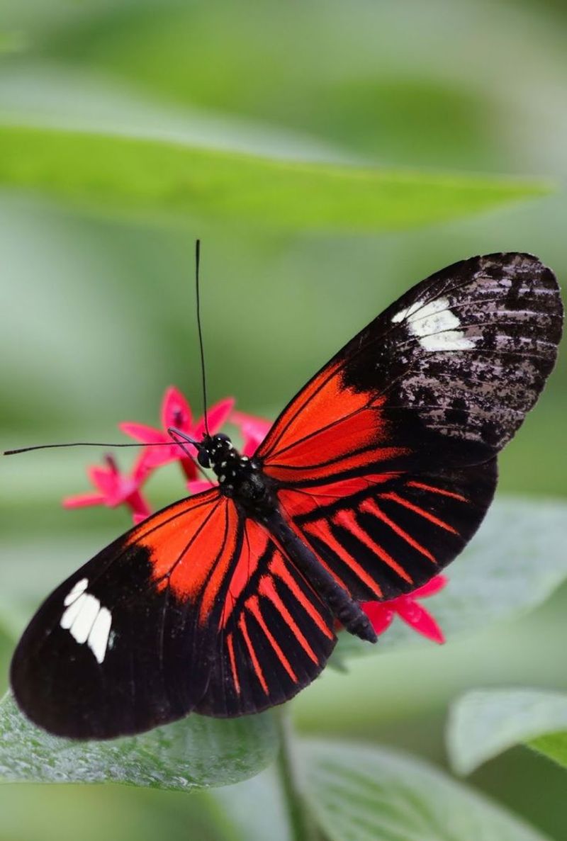 Postman Butterfly