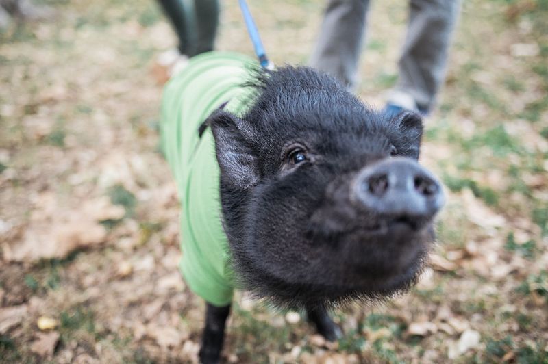 Pot-Bellied Pig