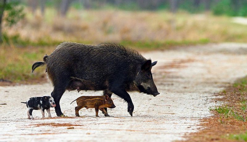 Potential Use of Feral Hogs