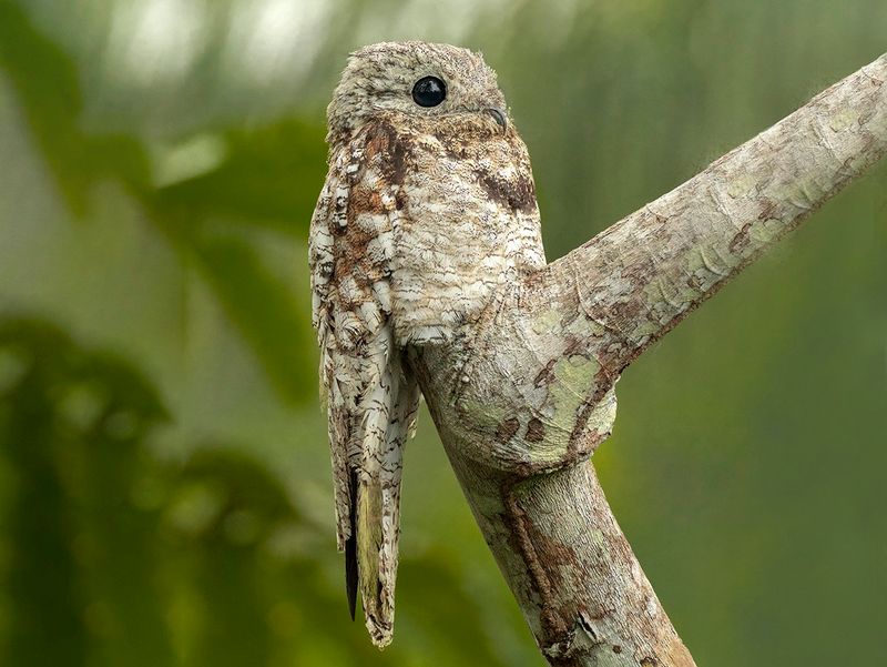 Potoo Bird