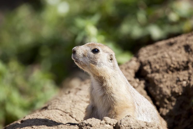 Prairie Dog