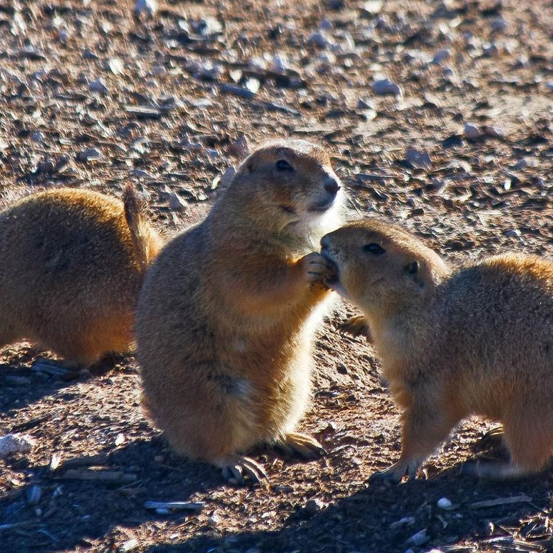 Prairie Dog Towns