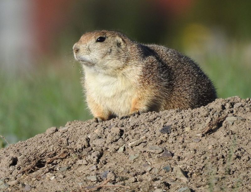 Prairie Dogs Building Complex Burrows