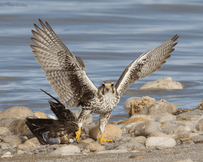 Prairie Falcon