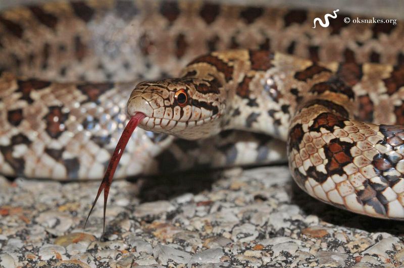 Prairie Kingsnake