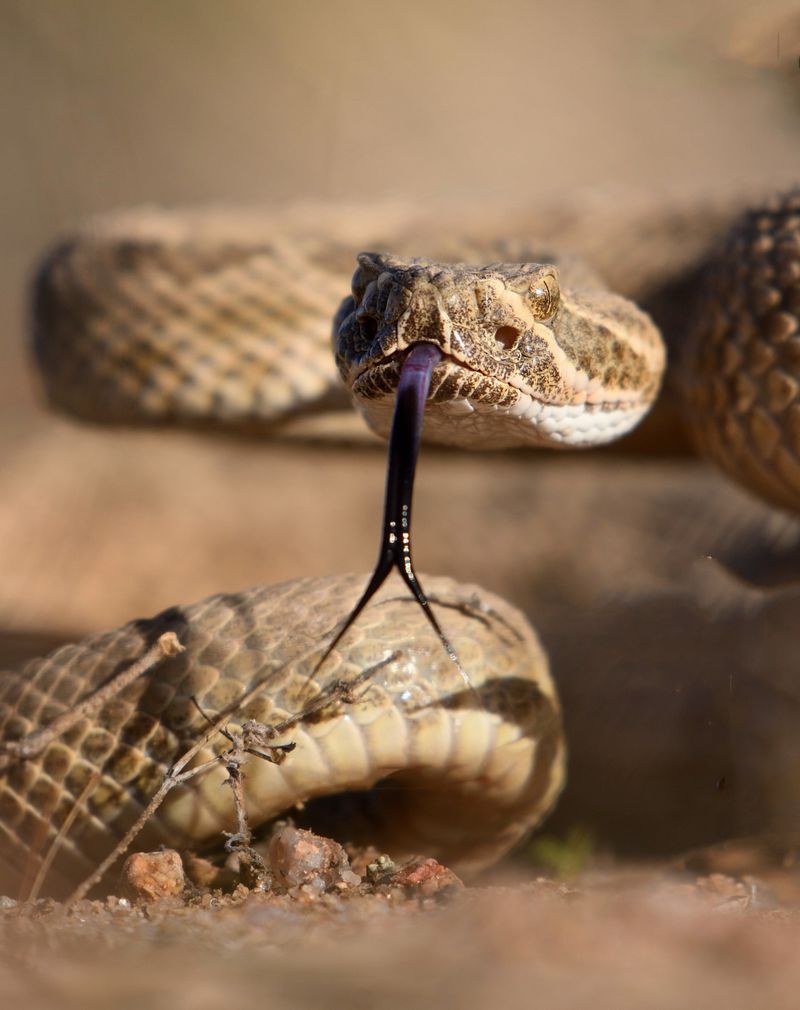 Prairie Rattlesnake