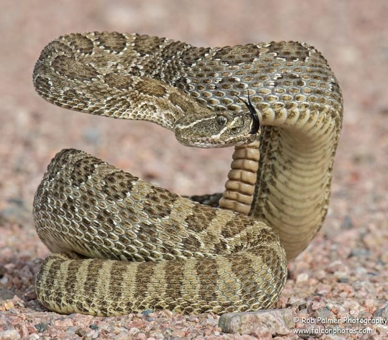 Prairie Rattlesnake