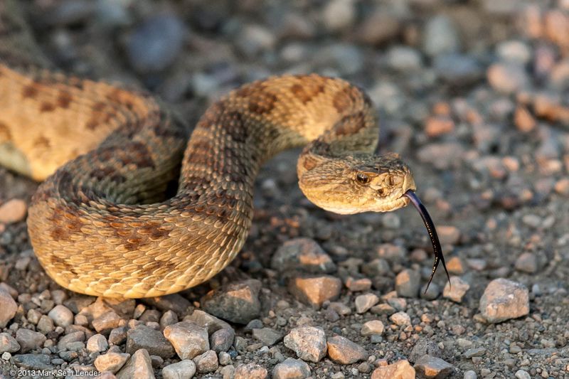 Prairie Rattlesnake