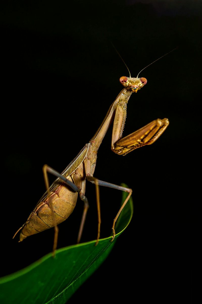 Praying Mantis