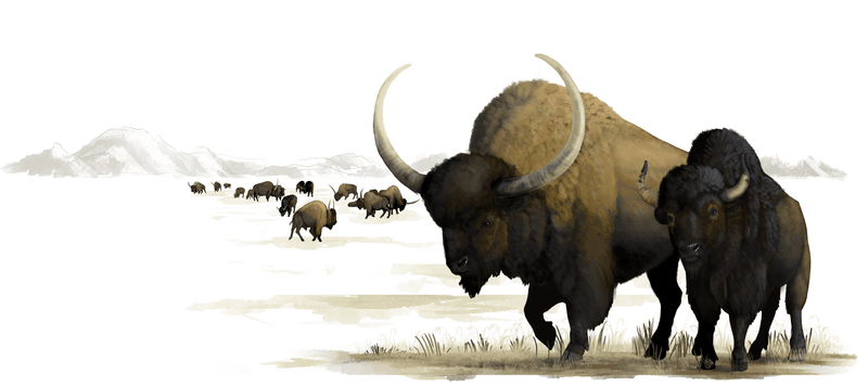 Prehistoric Bison