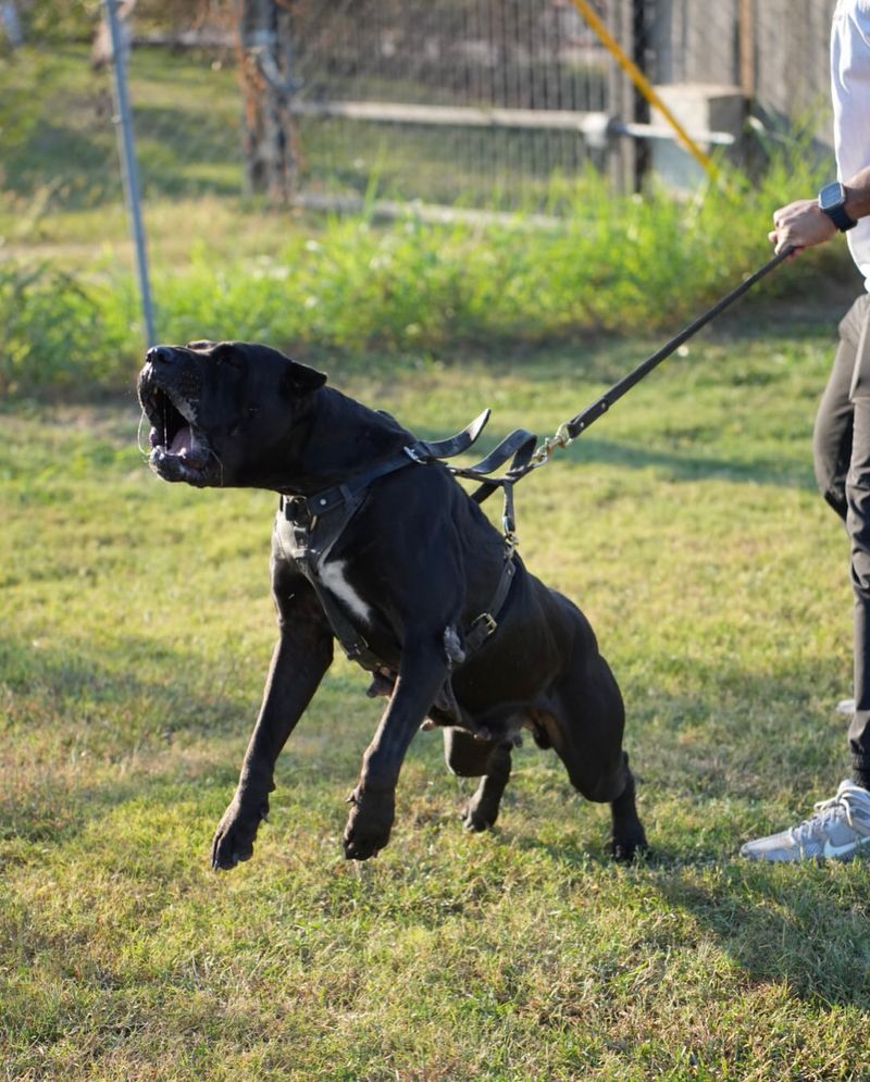 Presa Canario