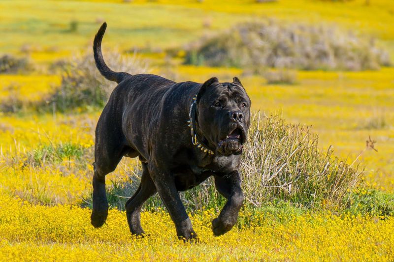 Presa Canario