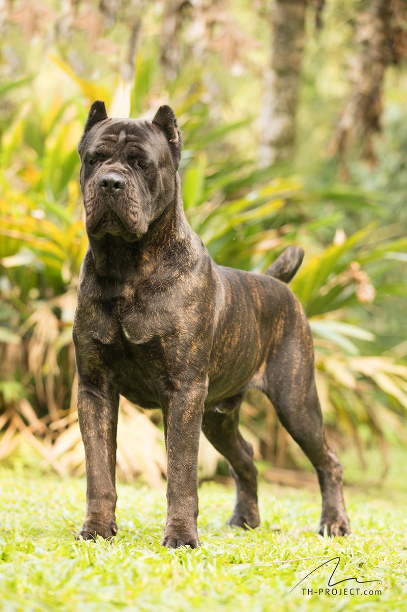 Presa Canario