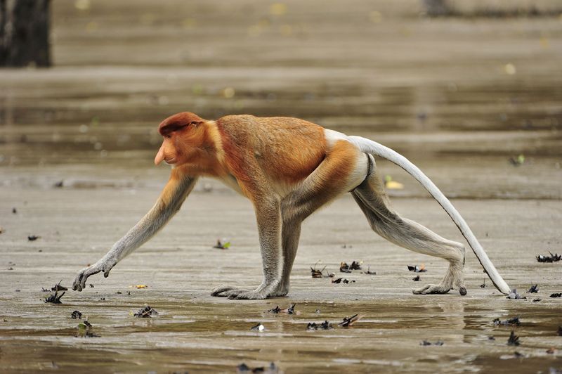 Proboscis Monkey