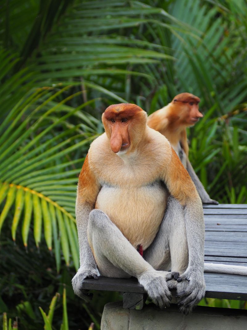 Proboscis Monkey