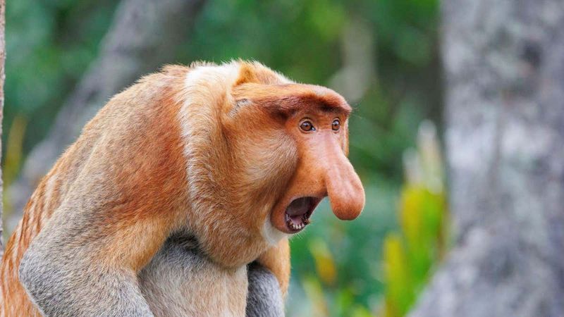 Proboscis Monkey