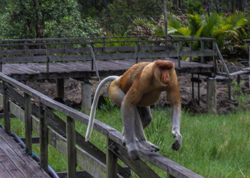 Proboscis Monkey - Borneo, Malaysia