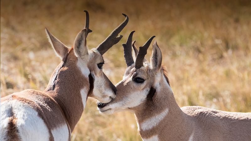 Pronghorn