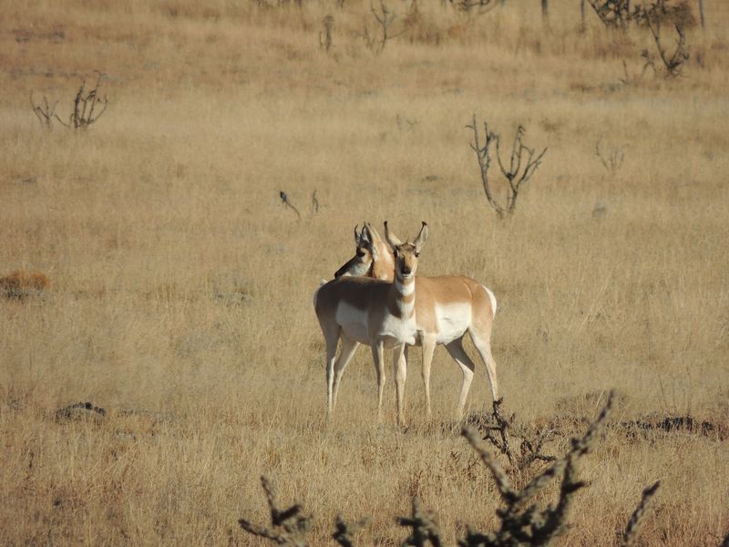 Pronghorn