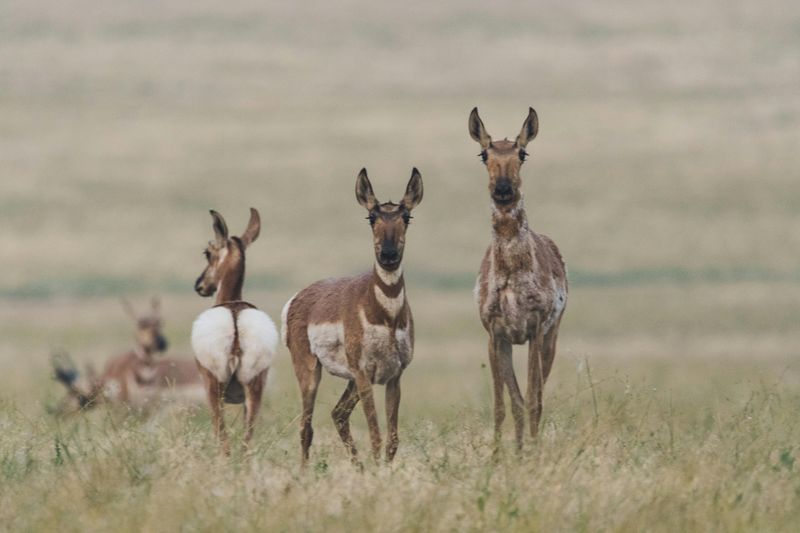 Pronghorn Antelope