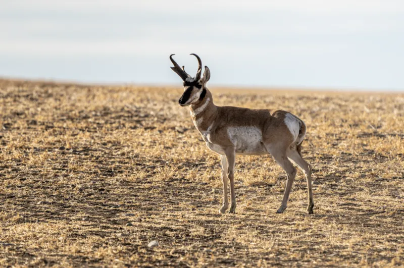 Pronghorn Antelope