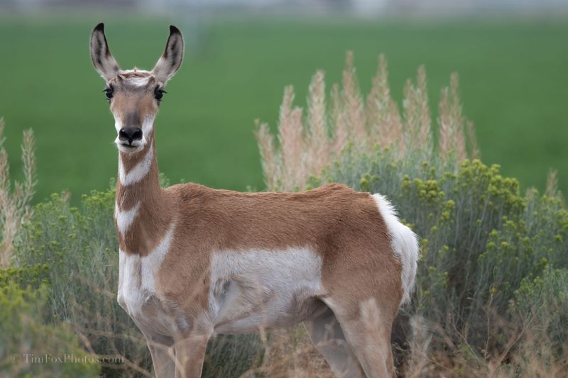 Pronghorn Antelope