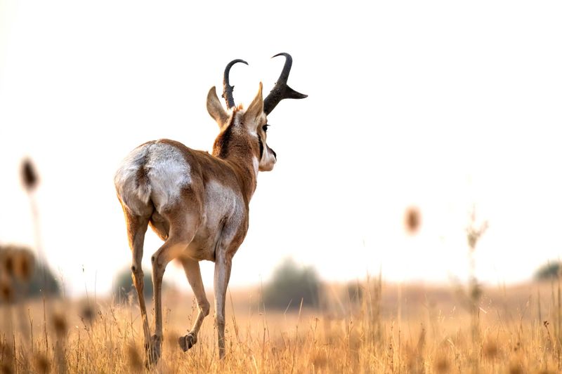 Pronghorn Antelope