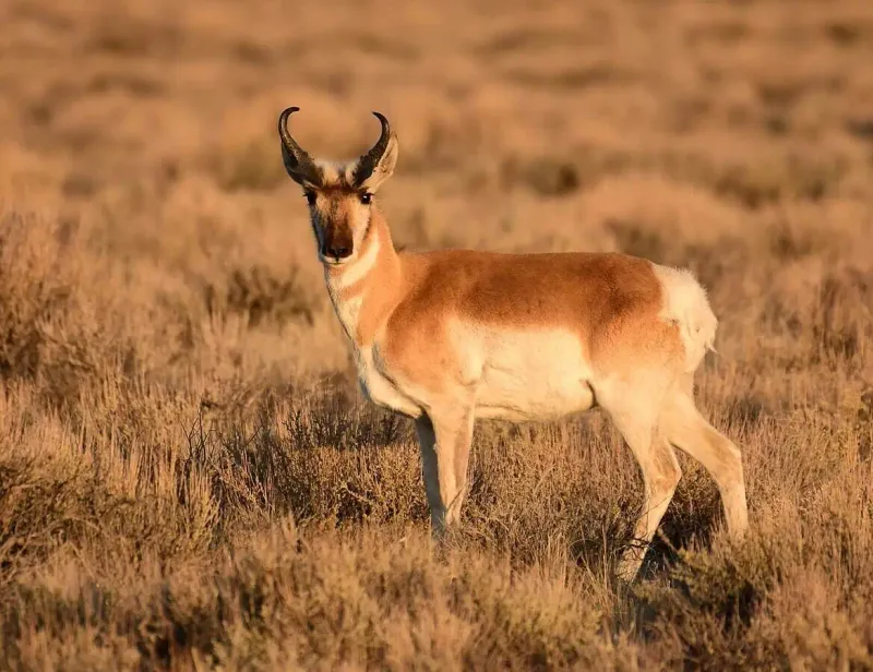 Pronghorn