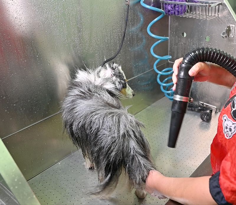 Proper Coat Drying