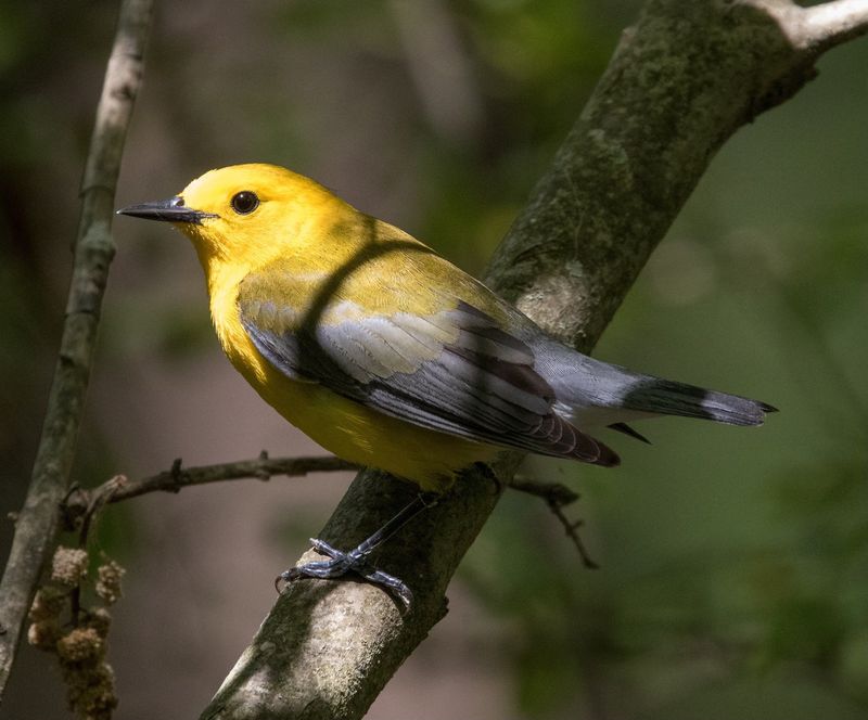 Prothonotary Warbler