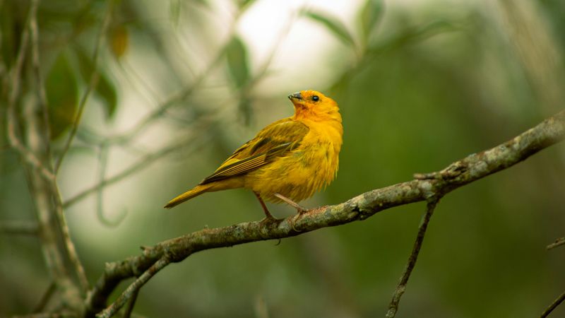 Prothonotary Warbler