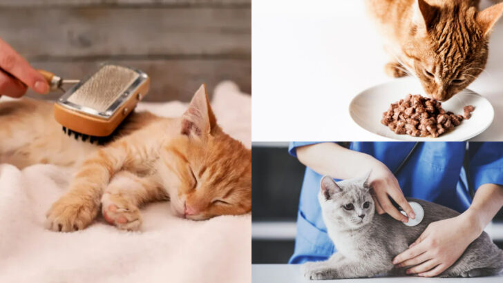 11 Proven Solutions to Prevent Hairballs in Cats