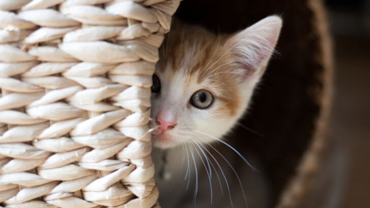 Proven Tips to Encourage Your Shy Cat to Open Up